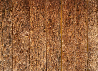 Obraz premium bark texture closeup