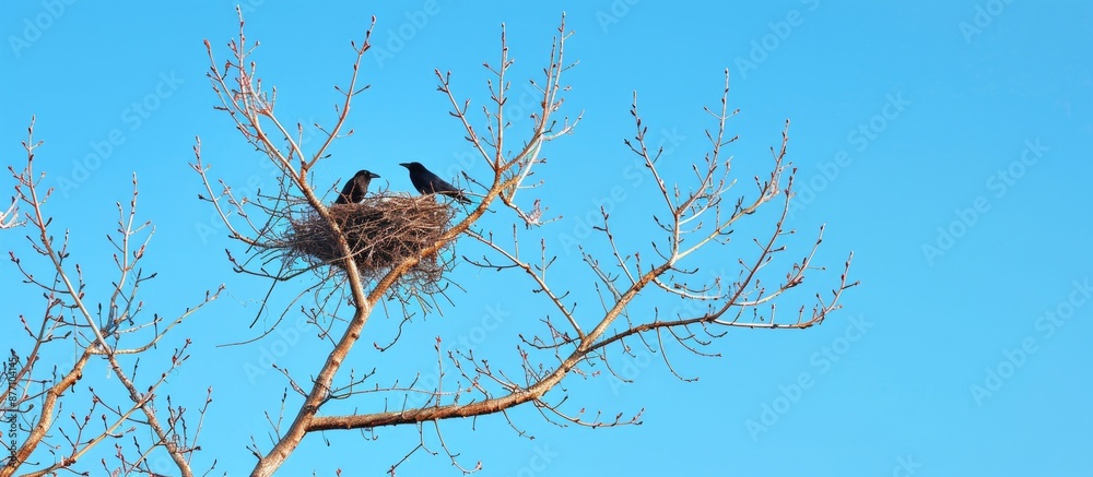 Poster Spring landscape with a clear blue sky, bare tree branches housing a bird's nest with two crows, in the presence of other birds. Ample copy space image available.