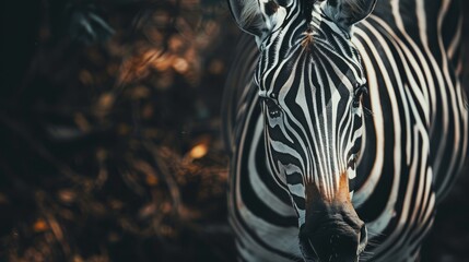  A tight shot of a zebra's head and neck Background populated with other zebras Foreground features trees