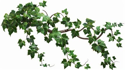 Ivy grape bush branch isolated on a white  background, graphic resource, green plant foliage, summer decoration.