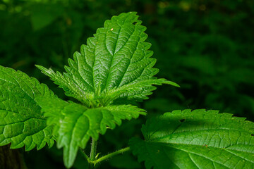 Urtica dioica or stinging nettle, in the garden. Stinging nettle, a medicinal plant that is used as a bleeding, diuretic, antipyretic, wound healing, antirheumatic agent