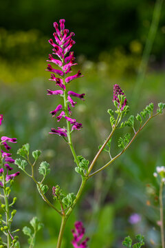 Fumaria officinalis, the common fumitory, drug fumitory or earth smoke, is a herbaceous annual flowering plant,healing for skin problems, blood purification