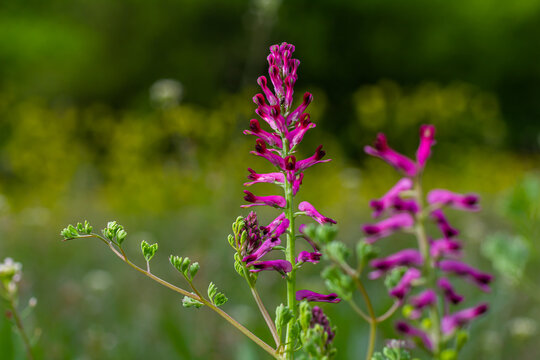 Fumaria officinalis, the common fumitory, drug fumitory or earth smoke, is a herbaceous annual flowering plant,healing for skin problems, blood purification