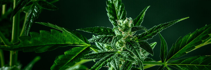 Cannabis plant with green leaves and white flowers, with trichomes, panorama. Growing organic medicinal marijuana indoors for CBD panoramic banner