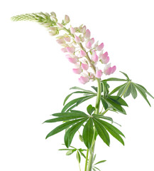 Lupine flower isolated on white background. Pink lupin bud