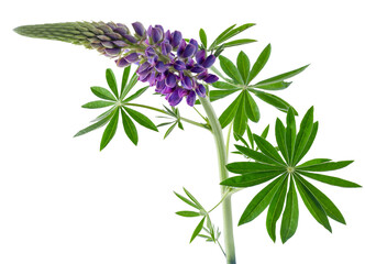 Lupine flower isolated on white background. Purple lupin bud