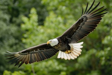Fototapeta premium Bald eagle soars gracefully with wings outstretched against a green backdrop