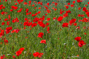 Papaver rhoeas or common poppy, red poppy is an annual herbaceous flowering plant in the poppy family, Papaveraceae, with red petals