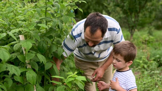 Dad and son pick raspberries in the garden and treat each other