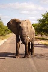 Fototapeta premium African elephant in Kruger Park in December 2023