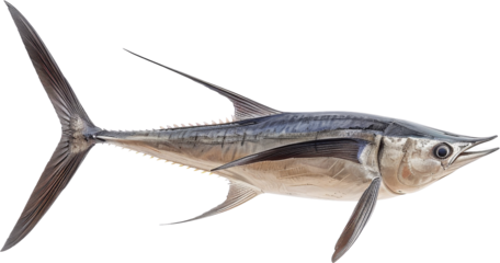 High-resolution image of a swordfish, perfect for marine life and ocean-themed designs, showcasing intricate details and realistic textures.