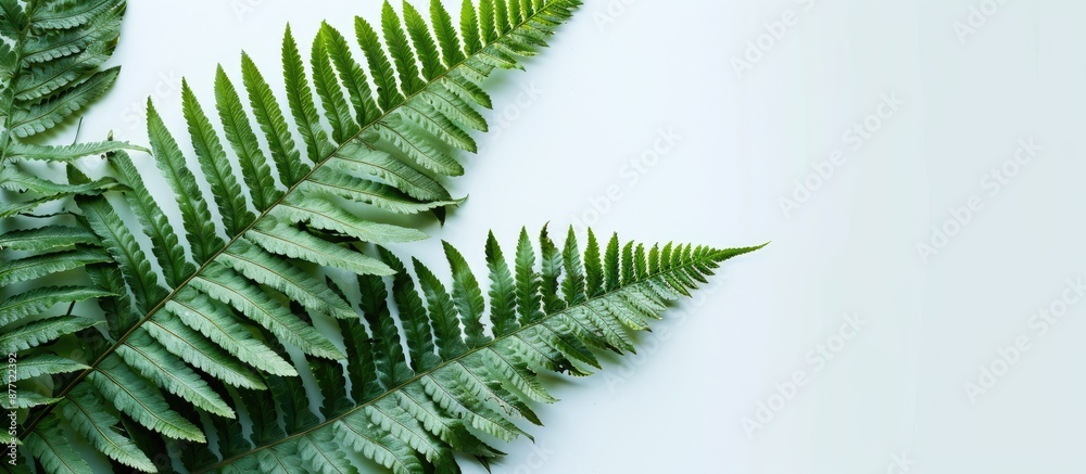 Aufkleber Detailed close-up photo showcasing a single textured green fern on a white backdrop with ample space for additional content.