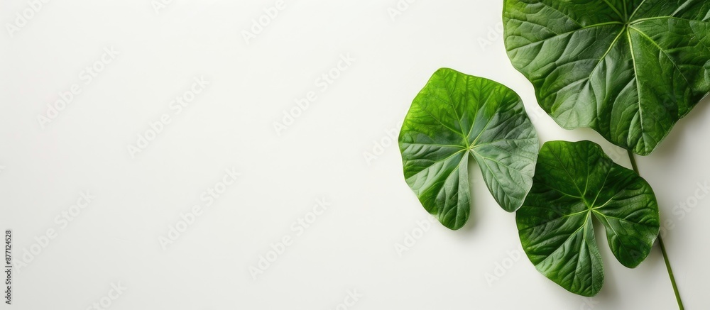 Poster taro on a blank white backdrop, featuring copious copy space image.