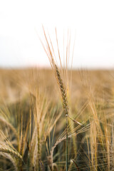 Close-up of ears of rye
