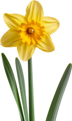 Obraz premium A vibrant yellow daffodil flower with green leaves isolated on a white background. Perfect for springtime themes and floral decor.