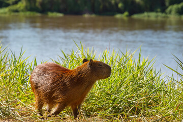 Capybara