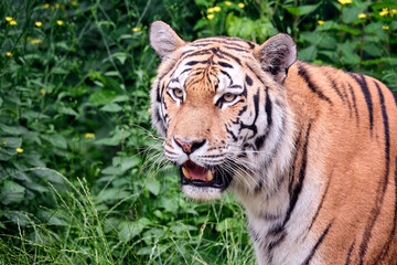 Sibirischer Tiger ( Panthera tigris altaica ).