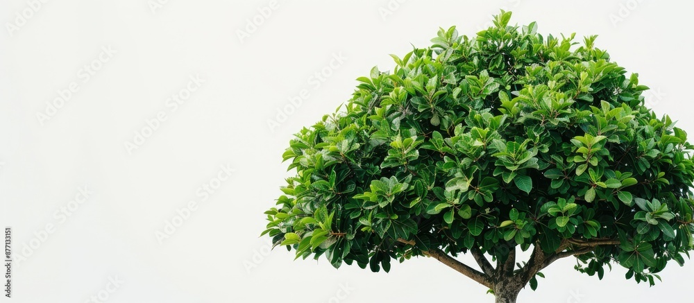Poster a tree with green leaves known as jackfruit is depicted on a white background in a copy space image.