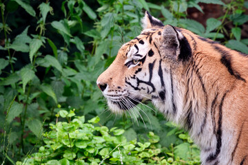 Sibirischer Tiger ( Panthera tigris altaica ).