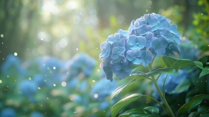 Hydrangea flowers in full bloom in an English garden