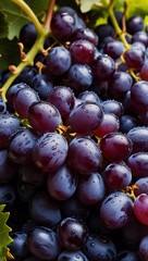 Fototapeta premium Close up of fresh grapes with water drops, fruit, juicy, purple drop, grapes