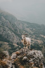  A mountain goat atop a rock in a valley's heart, amidst towering mountain ranges