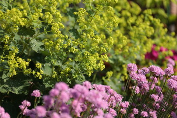 アルケミラモリスとアルメリア