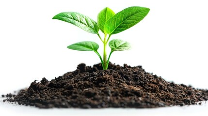 A young plant sprout growing from rich, dark soil. The sprout has vibrant green leaves and is isolated against a white background, symbolizing new life and growth.