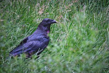 Kolkrabe ( Corvus corax ).