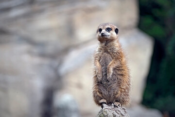Fototapeta premium Erdmännchen ( Suricata suricatta ).