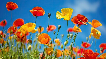 Obraz premium Vibrant poppy field under a bright sky, California
