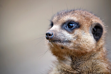 Erdmännchen ( Suricata suricatta ).
