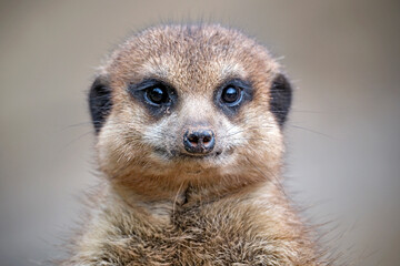 Fototapeta premium Erdmännchen ( Suricata suricatta ).