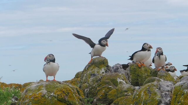 Puffin (Fratercula arctica) landing in slow motion on the Isle of May, Scotland