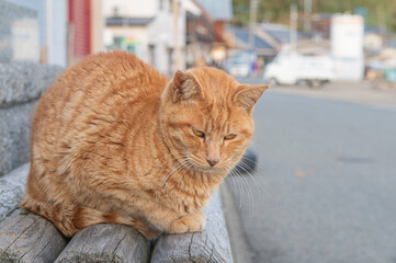 福岡県新宮町・猫の島（相島）の野良猫