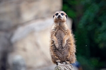 Erdmännchen ( Suricata suricatta ).