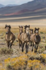  A group of horses gallops in a field against a backdrop of mountain ranges