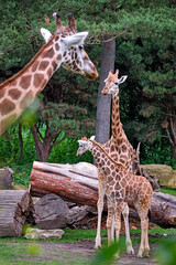 Rothschildgiraffe ( Giraffa camelopardalis rothschildi ).
