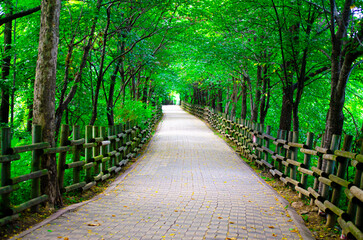 Walkway lane path with green trees in forest. Beautiful alley in park