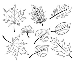 Doodle set of autumn leaves. Fall leaves line art collection