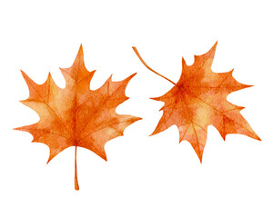 Watercolor collection of autumn leaves. Maple leaf