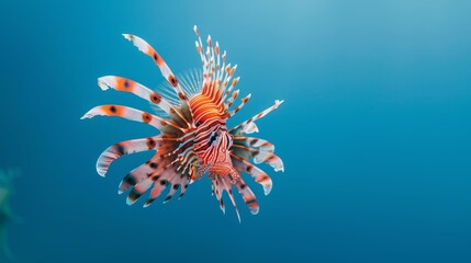  A red and white lionfish swims closely, its mouth gripping a fish hook in the blue waters