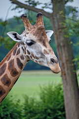 Rothschildgiraffe ( Giraffa camelopardalis rothschildi ).