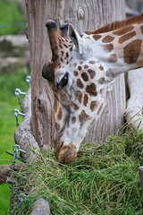 Rothschildgiraffe ( Giraffa camelopardalis rothschildi ).