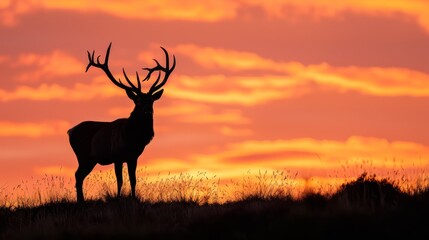  A deer silhouette atop a grass-covered hill as the sun sets, casting a warm backdrop in the sky