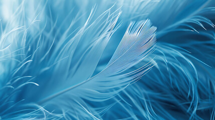 Close-up photograph of a fluffy blue and white feather with intricate details.