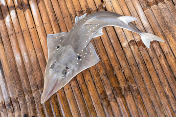 White-Spotted Shovelnose Ray or Giant guitarfish - Rhynchobatus djiddensis. on bamboo litter table.