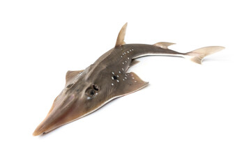 Fototapeta premium White-Spotted Shovelnose Ray or Giant guitarfish - Rhynchobatus djiddensis. isolated on white background.