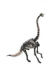Long neck dinosaur fossil. Brachiosaurus skeleton isolated on white background.