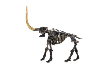 Ancient prehistoric animals fossil. Mammoth skeleton isolated on white.